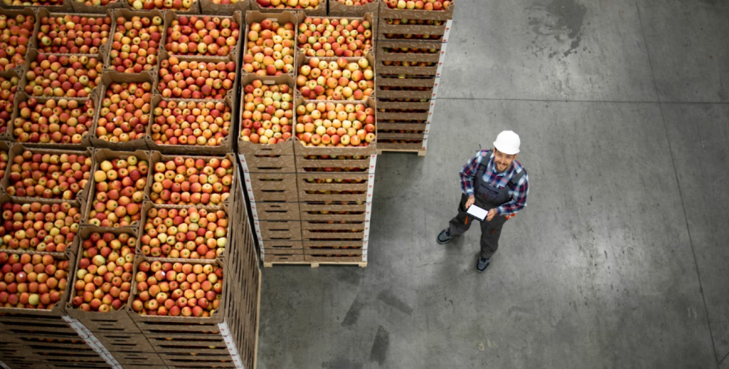 gestionnaire de stock inspectant des palettes de pommes dans un entrepôt agroalimentaire avec tablette numérique