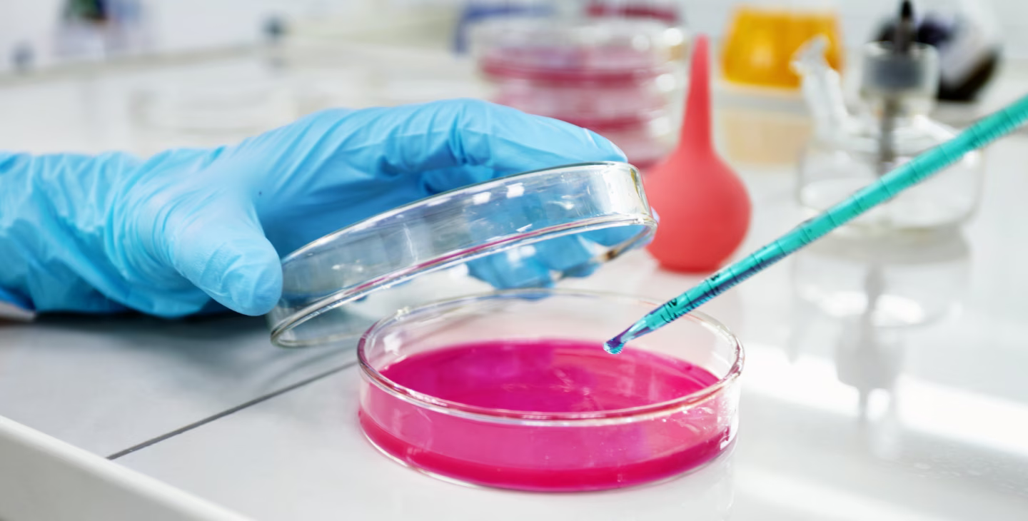 Manipulation en laboratoire d’une boîte de Petri contenant un liquide rose à l’aide d’une pipette.