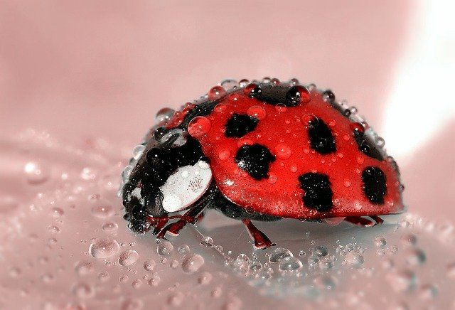 coccinelle.jpg