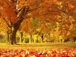 Automne.jpg